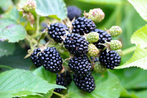 Cost of Blackberry Bush Removal in Des Moines