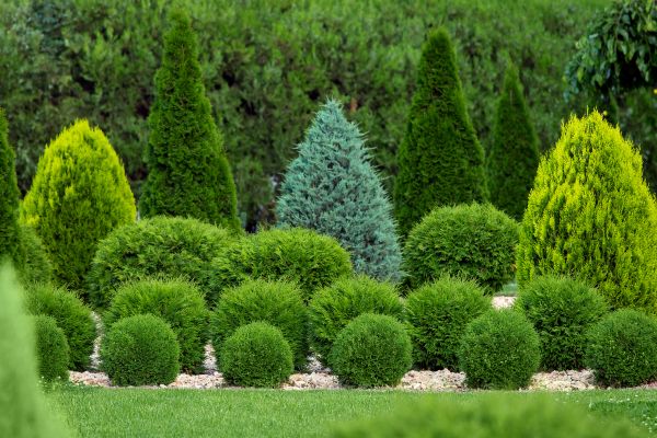 Bush Shaping Service