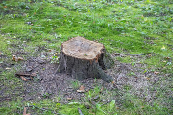 Cost of Bush Stump Removal in Des Moines