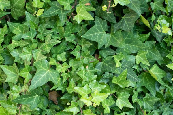 Cost of English Ivy Removal in Des Moines