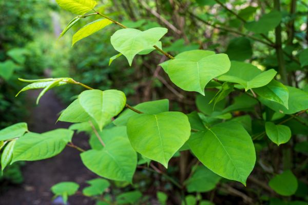 Cost of Invasive Plant Removal in Des Moines