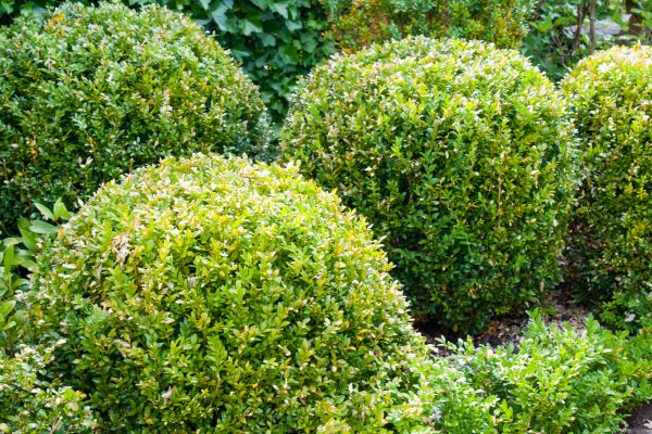Cost of Landscape Trimming Service in Des Moines