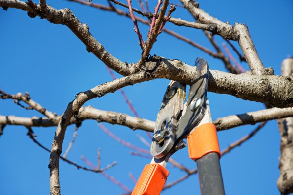Cost of Pruning Service in Des Moines