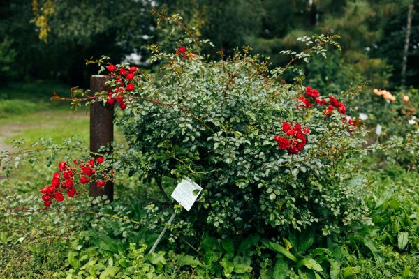 Cost of Rose Bush Removal in Des Moines