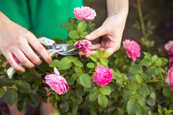 Cost of Rose Trimming in Des Moines