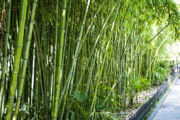 Cost of Bamboo Root Removal in Des Moines