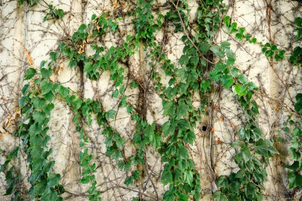 Cost of Vine Removal Service in Des Moines