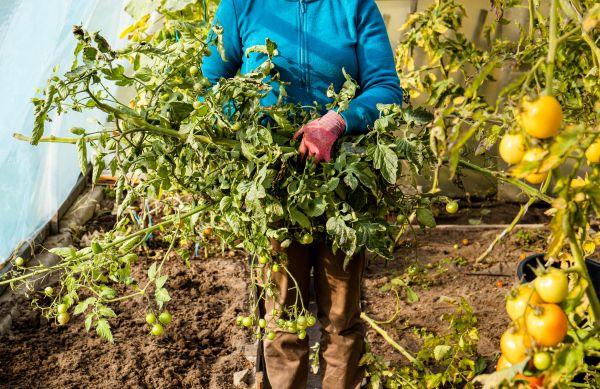 Garden Plant Removal Service