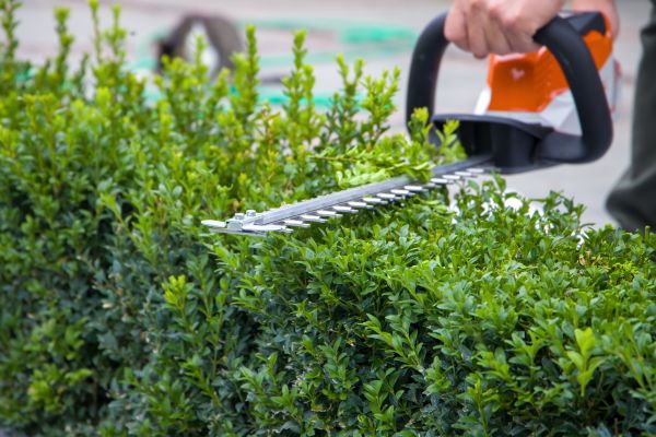 Cost of Hedge Shearing in Des Moines