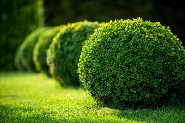 Cost of Bush Pruning in Des Moines