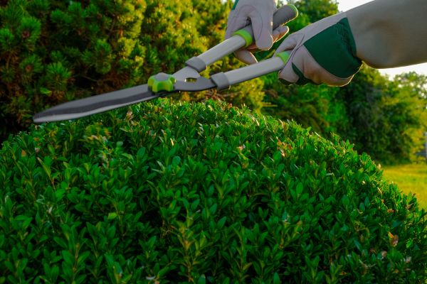 Cost of Topiary Shearing in Des Moines