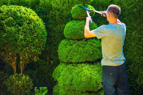 Cost of Topiary Shaping in Des Moines