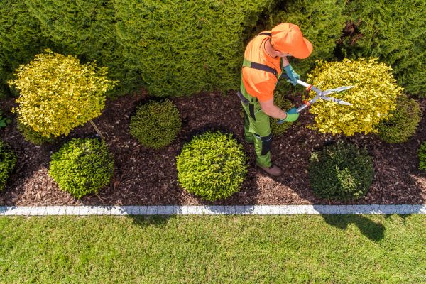 Cost of Topiary Trimming in Des Moines