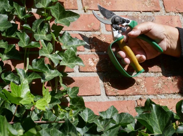 Cost of Ivy Removal Service in Des Moines