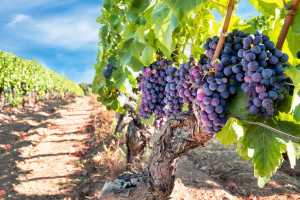 Cost of Grapevine Pruning in Des Moines