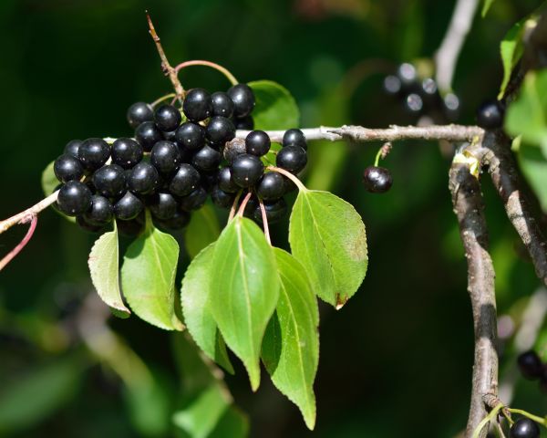 Cost of Buckthorn Removal in Des Moines