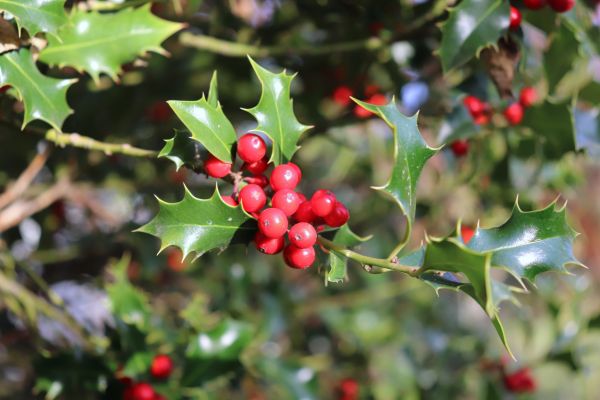 Cost of Holly Tree Trimming in Des Moines