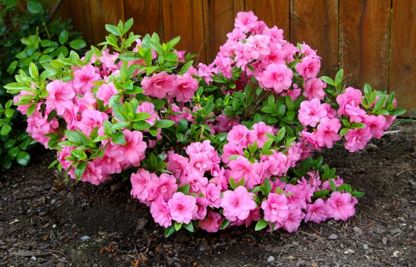 Cost of Azaleas Removal in Des Moines