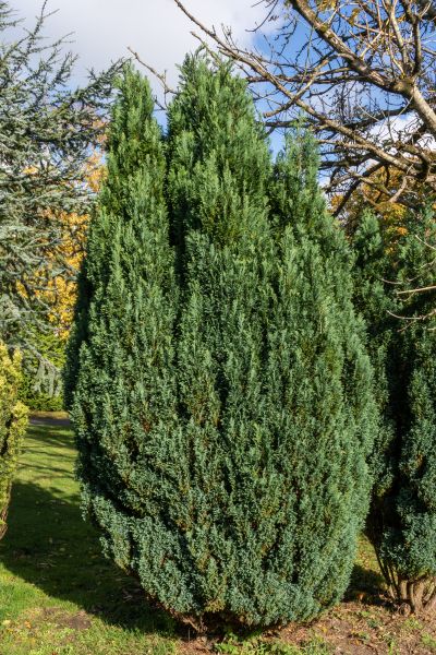 Cost of Juniper Trimming in Des Moines