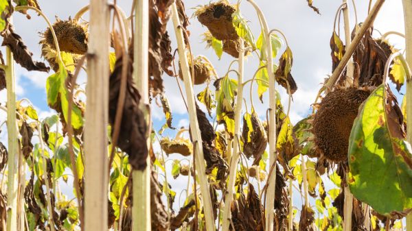 Cost of Dead Plant Removal in Des Moines