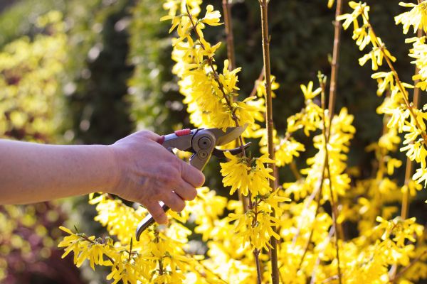Forsythia Pruning Service