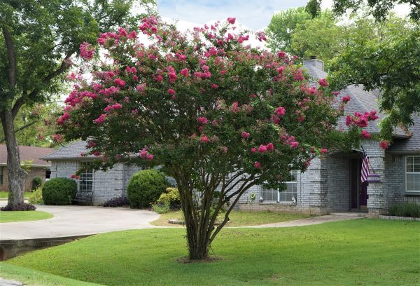 Cost of Crepe Myrtle Trimming in Des Moines