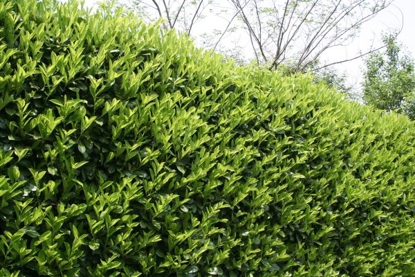 Cost of Laurel Shrub Removal in Des Moines