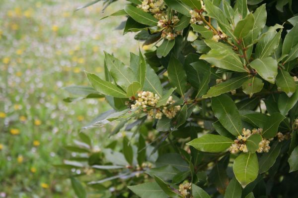 Cost of Laurel Trimming in Des Moines