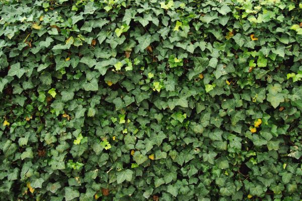 Cost of Ivy Pruning service in Des Moines