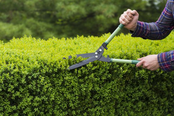 Cost of Evergreen Shrub Pruning in Des Moines