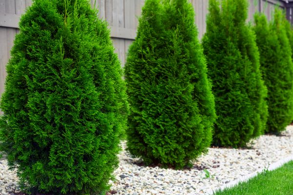 Cost of Arborvitae Shaping in Des Moines