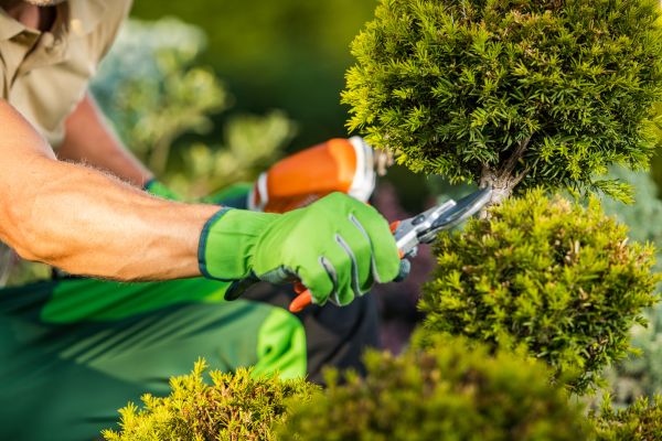 Cost of Landscape Pruning Service in Des Moines