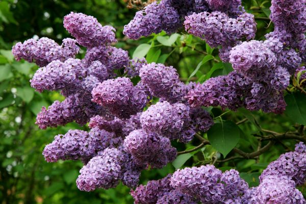 Lilac Shrub Removal