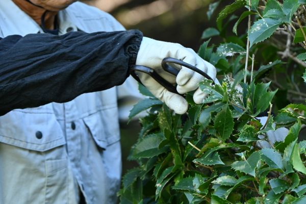 Cost of Holly Pruning in Des Moines