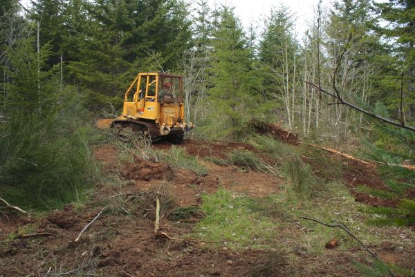 Cost of Shrubbery Clearing in Des Moines
