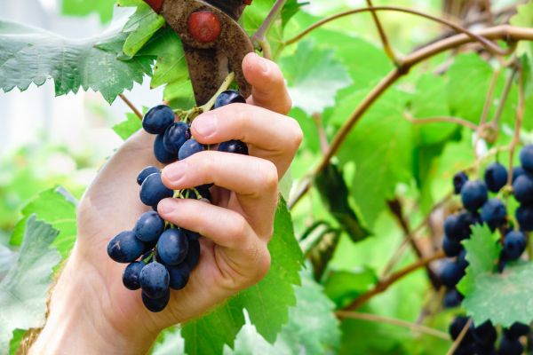 Vineyard Pruning