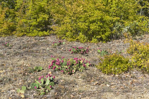 Cactus Clearing