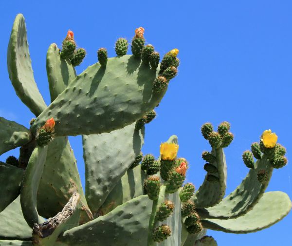 Cost of Cactus Removal in Des Moines