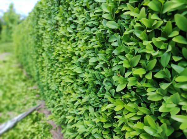 Cost of Boxwood Pruning in Des Moines