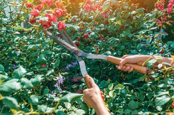 Cost of Knockout Roses Pruning in Des Moines