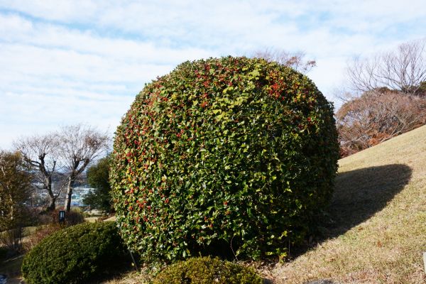 Cost of Holly Shrub Pruning in Des Moines