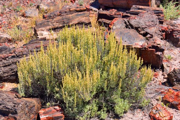 Cost of Sagebrush Removal in Des Moines
