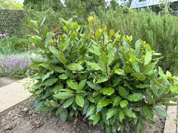 Laurel Hedge Trimming