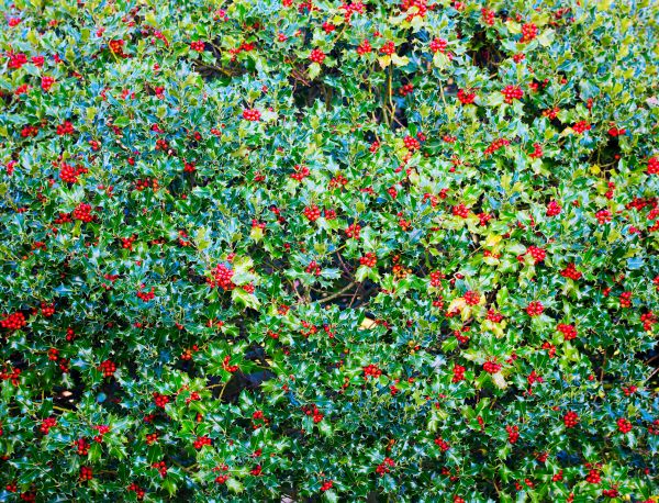 Cost of Holly Bush Removal in Des Moines