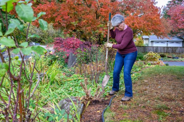 Cost of Dead Bush Removal in Des Moines