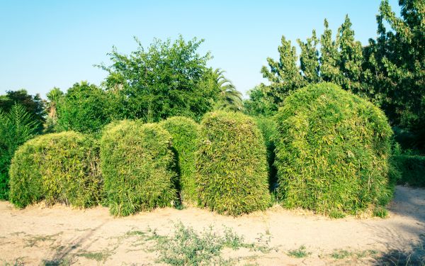 Cost of Bamboo Hedge Removal in Des Moines
