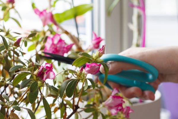 Cost of Azalea Pruning in Des Moines