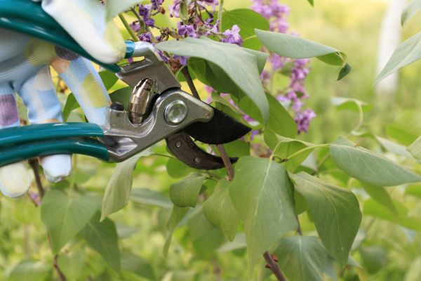 Lilac Shrub Trimming