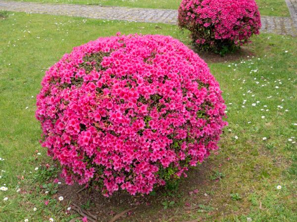 Cost of Rhododendron Pruning in Des Moines