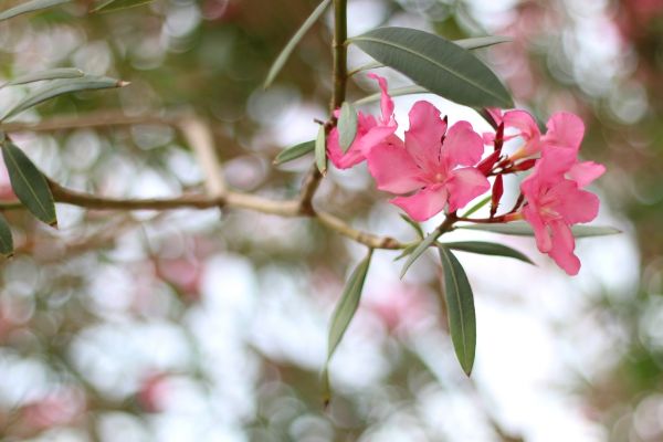 Cost of Oleander Removal in Des Moines